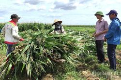 Hướng đi dài hạn cho cây ngô sinh khối