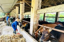 Giấc mơ xây dựng thương hiệu bò H'Mông