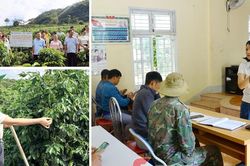 Đưa khoa học công nghệ vào chuỗi giá trị cà phê ở vùng cao Sơn La