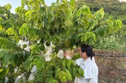 Từ bục giảng đến vườn na Mai Sơn: Khi tri thức giúp người dân giảm nghèo