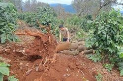 Giông lốc quật đổ hàng loạt cây trồng có giá trị kinh tế ở Gia Lai