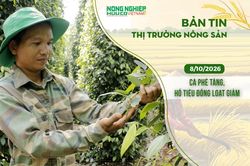 Thị trường nông sản 8/10/2026: Cà phê tăng, hồ tiêu đồng loạt giảm