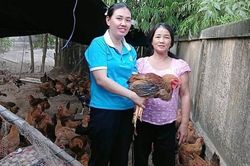 Tín hiệu tích cực từ mô hình nuôi gà thịt, tạo động lực thoát nghèo bền vững