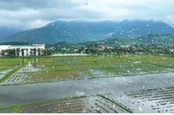 Khoảnh khắc đàn cò trắng bay lượn rợp đồng ruộng ở Huế