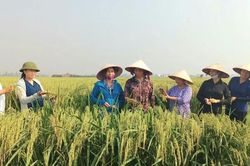 Sản phẩm OCOP nếp cái hoa vàng - kết tinh giá trị trên vùng đất Thư Lâm