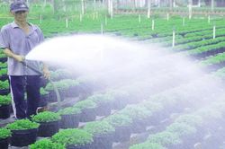 Tất bật chuẩn bị vụ hoa Tết