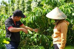 Bản tin nông sản hôm nay (9-10): Giá cà phê và hồ tiêu đều giảm