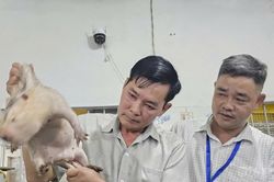 Lão nông làm giàu nhờ nuôi con 'nhịn uống, ăn tiết kiệm'