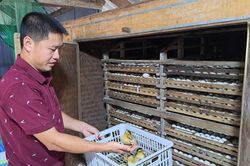Hai nông dân kiên trì gây dựng nguồn giống vịt bầu Quỳ