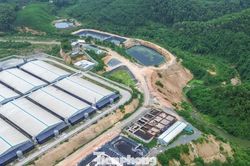 Xử phạt loạt trang trại nuôi gần 80.000 con lợn