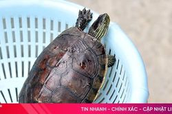 Người dân Mai Phụ giao nộp rùa cổ sọc quý hiếm