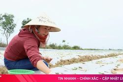 Lạc vụ đông bén rễ, kỳ vọng nguồn giống chất lượng cho mùa mới