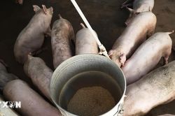 Đồng Nai khởi tố hai bị can trong vụ hơn 2.300 con lợn nhiễm Salbutamol
