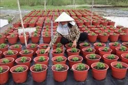 Đồng Tháp xuống giống hơn 1.400 ha hoa kiểng phục vụ Tết Nguyên đán 2027