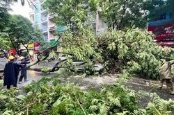 ‘Khám bệnh’ cho cây cổ thụ đô thị