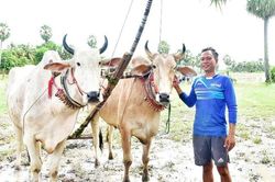 Nuôi bò đua, chỉ làm nài mới hiểu