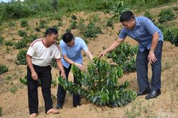 Cây trồng mới ở Thộ Lộ