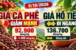 Giá cà phê, hồ tiêu hôm nay 9/10: Cà phê giảm sâu, hồ tiêu đi ngang
