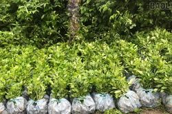 Mường Khương cấp hơn 230.000 cây giống, mở rộng vùng chè