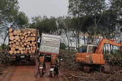 Gia Lai: Yêu cầu đảm bảo an toàn khai thác, vận chuyển gỗ cao su, không ảnh hưởng dân cư