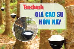 Ngày 9/10: Giá cao su thế giới biến động không đồng nhất