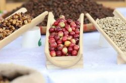 Ngày 9/10: Giá cà phê và hồ tiêu đồng loạt giảm mạnh