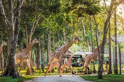 Những hành khách đặc biệt, bay chuyên cơ tới Safari giữ kỷ lục kép của Vinpearl giờ ra sao?