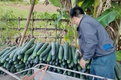 Phú Thọ: Kỳ Sơn chuyển đổi tư duy sản xuất, tạo sinh kế bền vững cho đồng bào dân tộc thiểu số