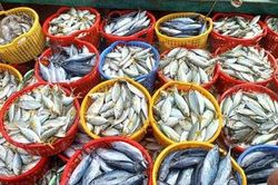 3 loại cá tốt cho người mỡ máu cao, giàu omega-3 giúp bảo vệ tim mạch: Chợ Việt không thiếu, đặc biệt loại số 3