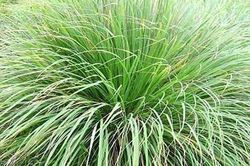 Loại cây nhiều nhà trồng ngoài sân, tưởng chỉ làm gia vị, hóa ra còn có công dụng đặc biệt ít người biết