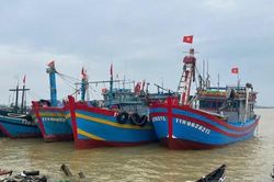 Ngư dân Huế trúng đậm cá bò, thu tiền tỉ sau hai chuyến đi biển