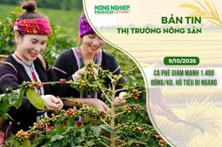 Thị trường nông sản 9/10/2026: Cà phê giảm mạnh 1.400 đồng/kg, hồ tiêu đi ngang