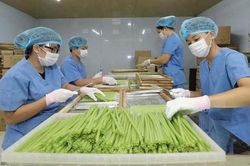 Từ vùng rau sạch đến sản phẩm xanh