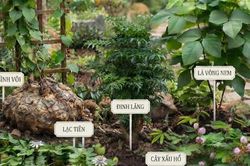 5 cây thuốc nam tiêu biểu chữa mất ngủ