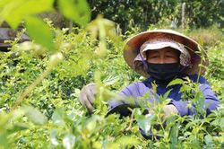 Chuẩn GACP-WHO: Bước tiến nâng giá trị dược liệu Việt