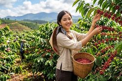 Giá cà phê hôm nay 10.10: Trong nước mất thêm 1.000 đồng/kg