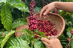 Bản tin nông sản hôm nay (10-10): Giá cà phê tiếp tục giảm