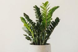 4 cây phong thủy hợp phong cách tối giản, giúp không gian thêm sinh khí