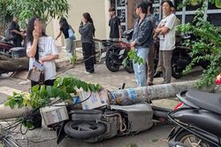 Hai cây phượng bật gốc kéo đổ 3 trụ điện, làm hư hỏng nhiều xe ở TPHCM