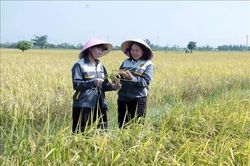 Lợi ích kép từ mô hình canh tác lúa giảm phát thải khí nhà kính