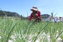 Nâng tầm thương hiệu tỏi Lý Sơn bằng tiêu chuẩn VietGAP