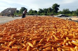 Thị trường nông sản: Giá ngô Mỹ giảm mạnh, giá đường tăng do lo ngại nguồn cung