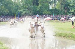 Khoảnh khắc ấn tượng tại Hội đua bò Bảy Núi năm 2026