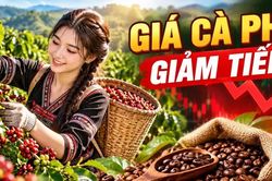 Giá cà phê hôm nay 10/10/2026: Giá trong nước giảm sâu