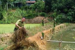 Lào Cai liên tiếp phát hiện, tháo dỡ lưới bẫy chim tại nhiều địa bàn