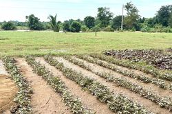 Giá rau xanh tăng vọt do ảnh hưởng mưa lũ