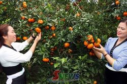 Lan tỏa mô hình dân vận khéo thúc đẩy phát triển kinh tế