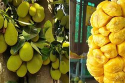 Loại quả xưa trồng ven hàng rào, chín thơm nức cả vườn, nay lên tầm đặc sản được người thành phố săn tìm