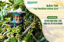Thị trường nông sản 10/10/2026: Cà phê giảm thêm 1.000 đồng/kg, hồ tiêu đi ngang