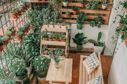 Mẹo bố trí cây cảnh đúng phong thủy từ phòng khách, phòng bếp và ban công